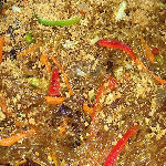 Vegan Sotanghon Chinese Cuisine Food Caterer